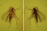 Fossil Fly (Diptera) In Baltic Amber #109309-1